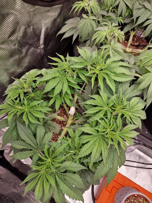 Super Boof. Week 6