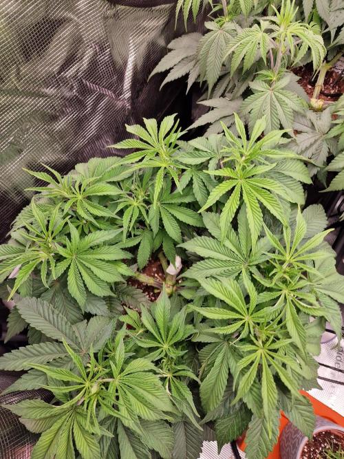 Super Boof. Week 6
