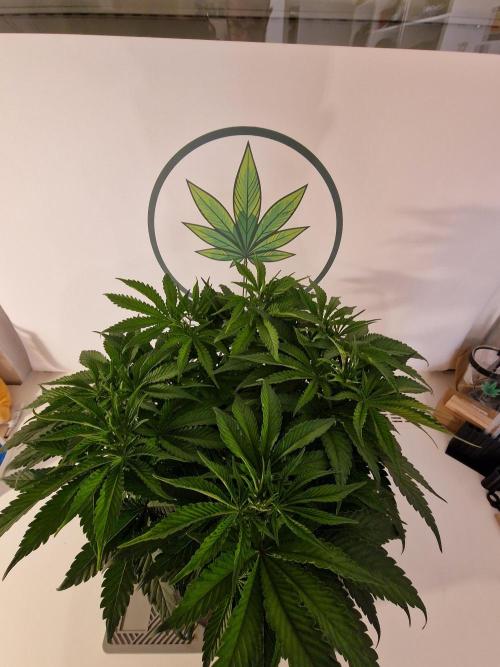 Super Boof. Week 6
