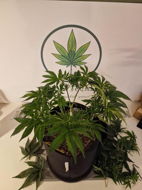 Super Boof. Week 6