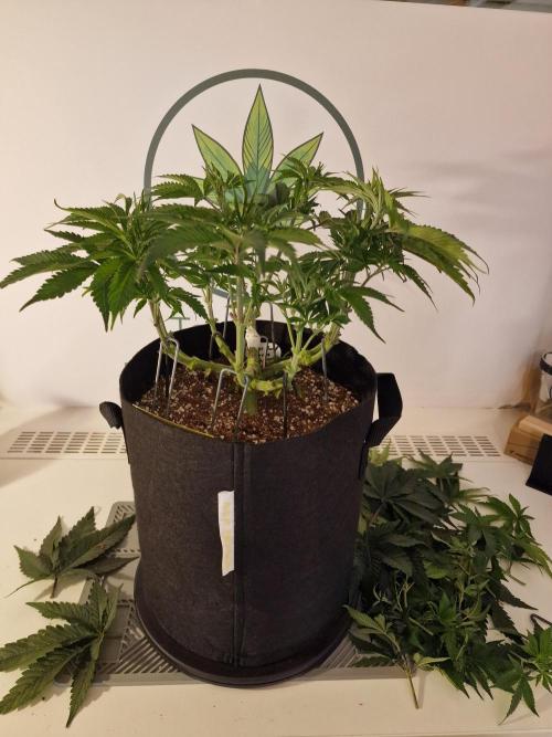 Super Boof. Week 6