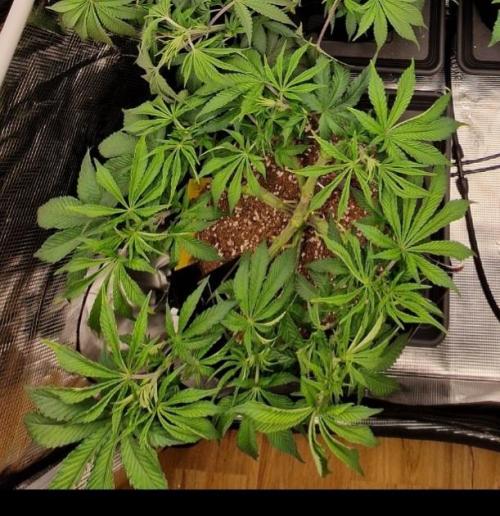Super Boof. Week 6