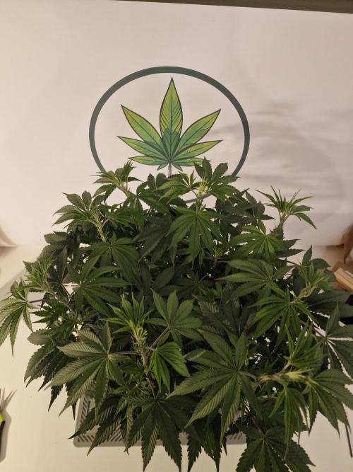 Cherry Poppers. Week 6