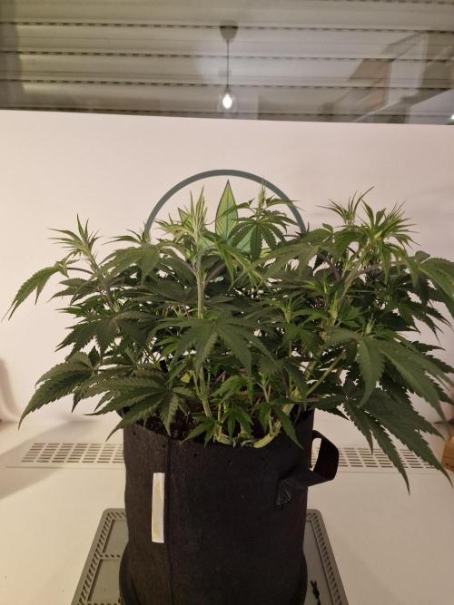Cherry Poppers. Week 6