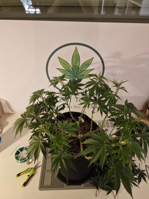 Cherry Poppers. Week 6