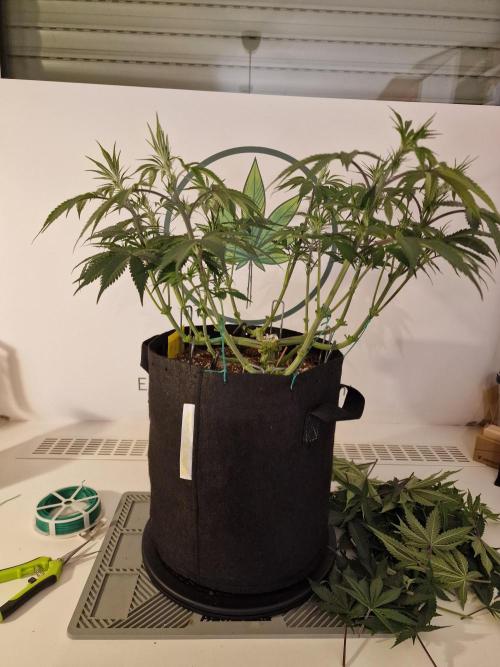 Cherry Poppers. Week 6