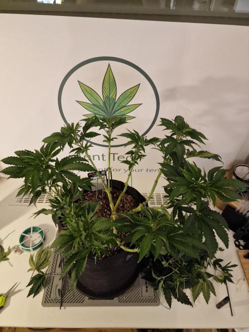 Lemon Orange. Week 6