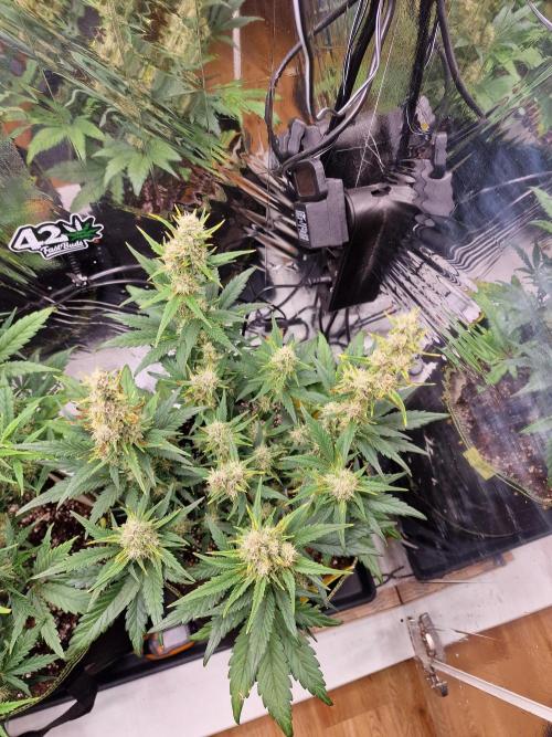 TPB Banana Purple Punch auto. Week 6
