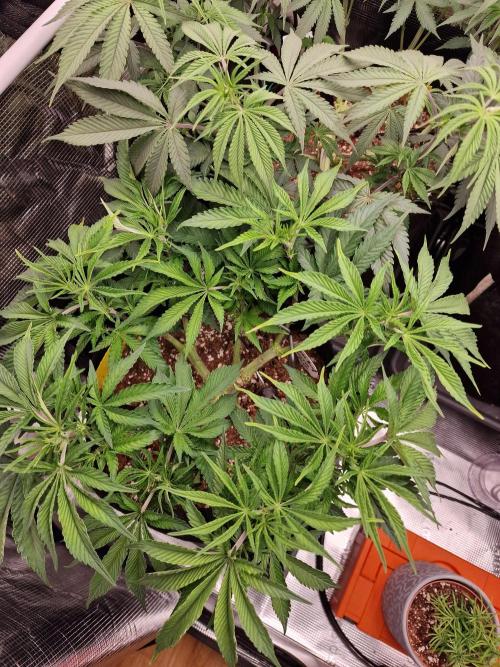 Super Boof. Week 6