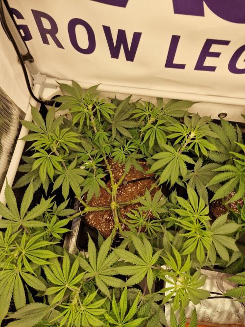 Cherry Poppers. Week 6
