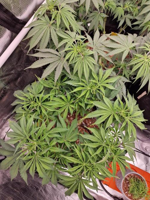 Super Boof. Week 7