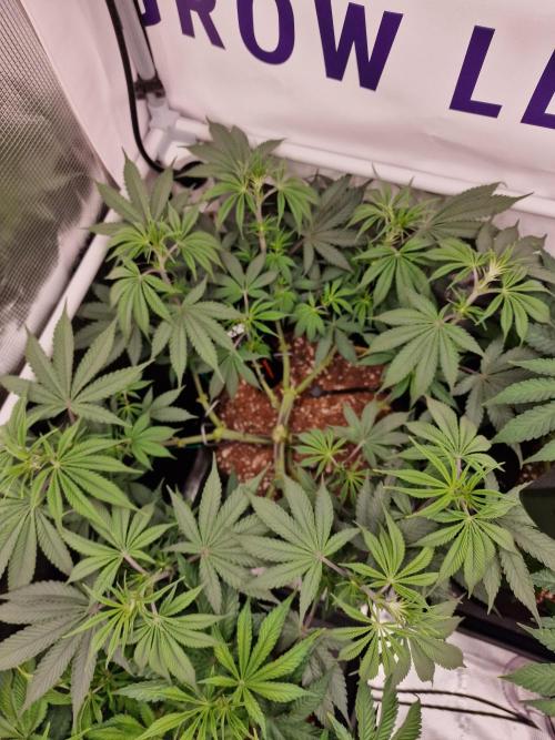 Cherry Poppers. Week 7