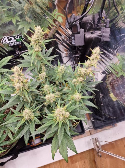 TPB Banana Purple Punch auto. Week 7