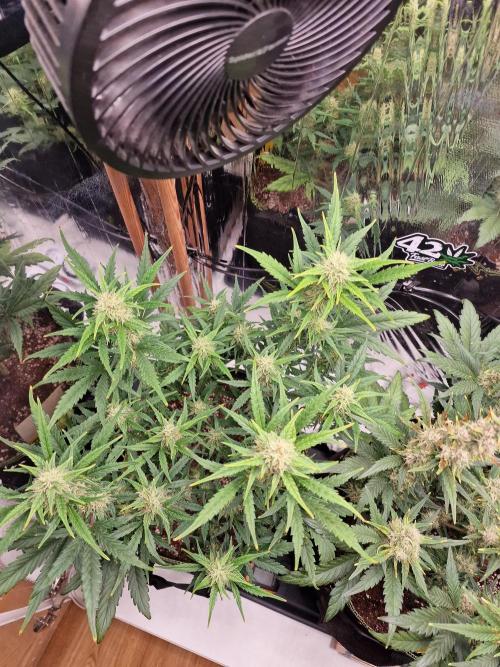 TPB Gorilla Z auto. Week 7