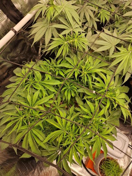 Super Boof. Week 7