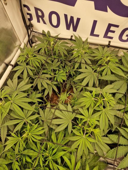 Cherry Poppers. Week 7