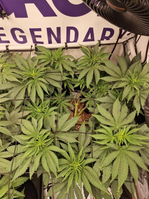 Lemon Orange. Week 7