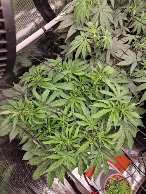 Super Boof. Week 7
