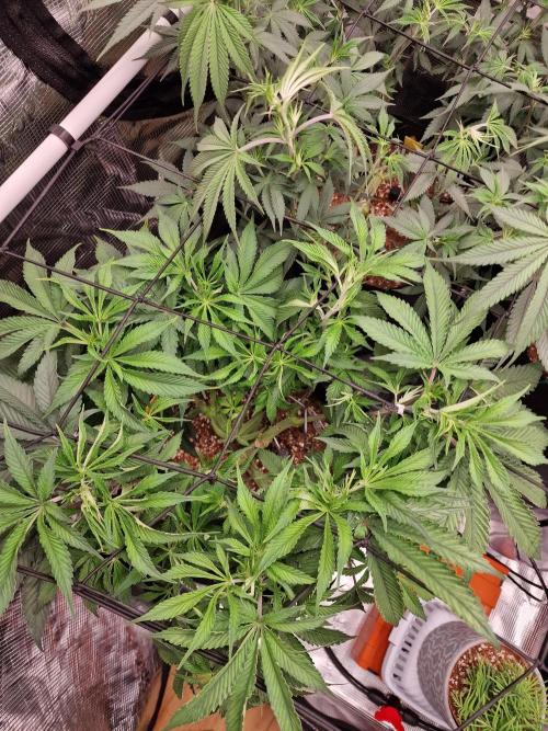 Super Boof. Week 8
