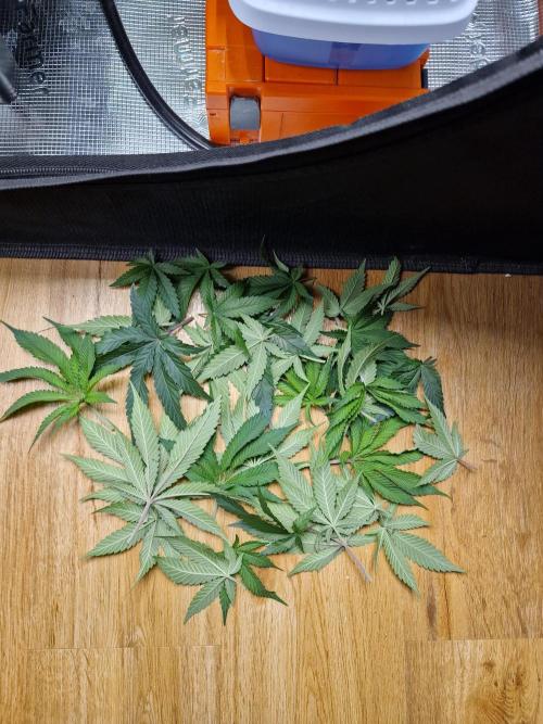 Super Boof. Week 8