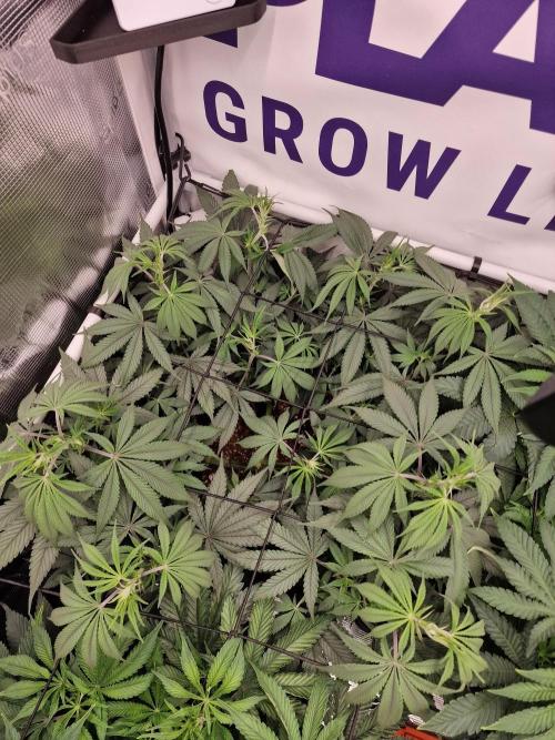 Cherry Poppers. Week 7
