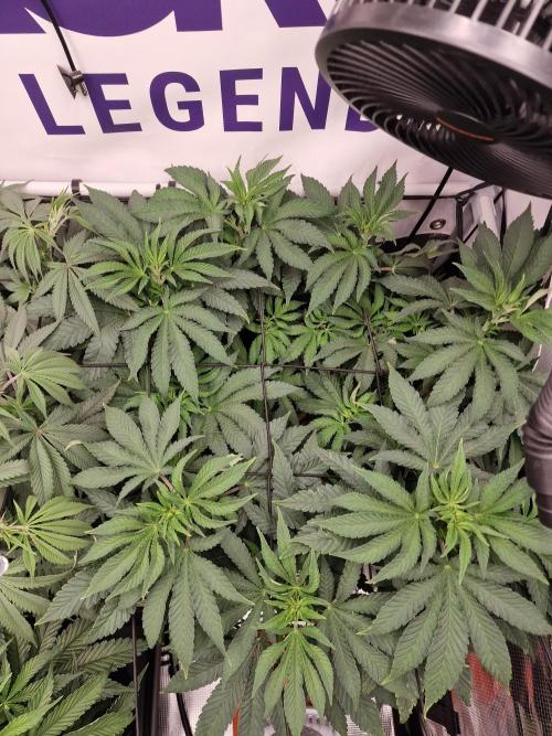 Lemon Orange. Week 7