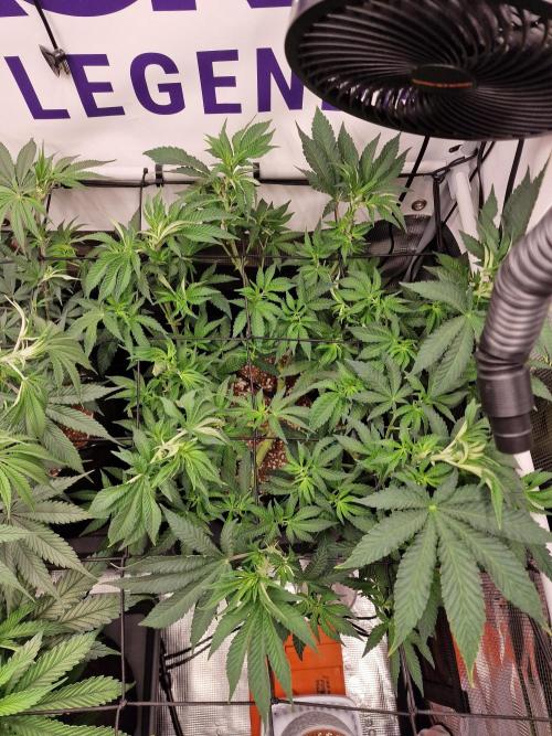 Lemon Orange. Week 8