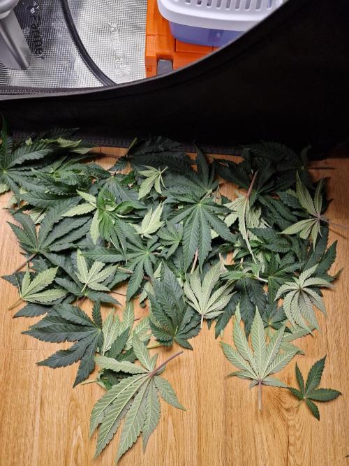 Lemon Orange. Week 8