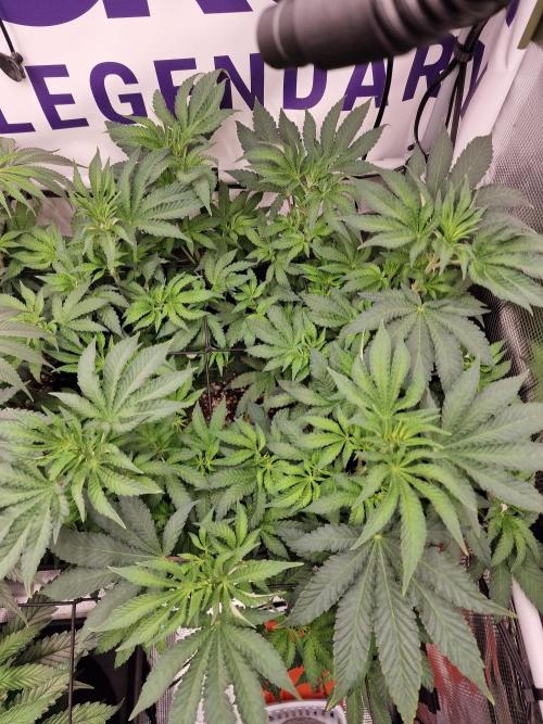 Lemon Orange. Week 8