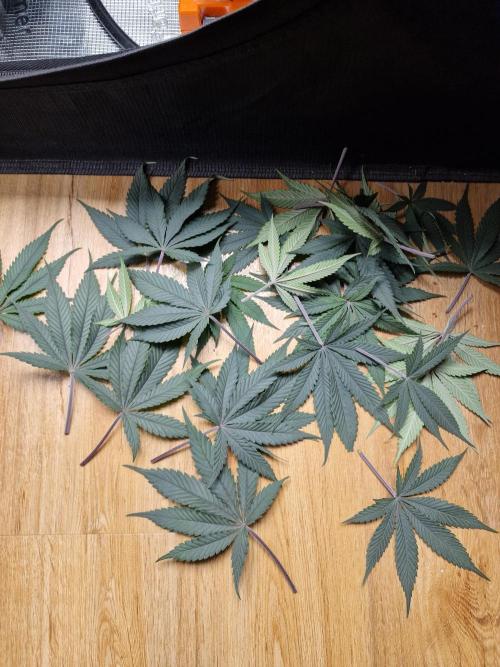 Cherry Poppers. Week 8
