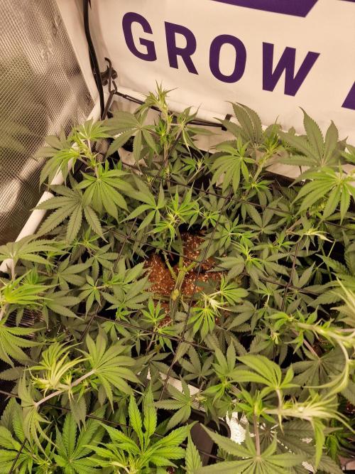 Cherry Poppers. Week 8