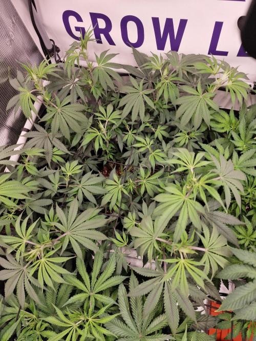 Cherry Poppers. Week 8