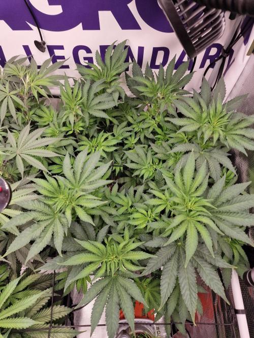 Lemon Orange. Week 8