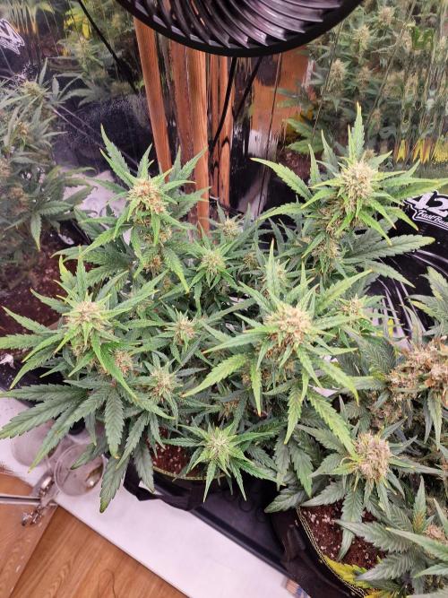 TPB Gorilla Z auto. Week 7