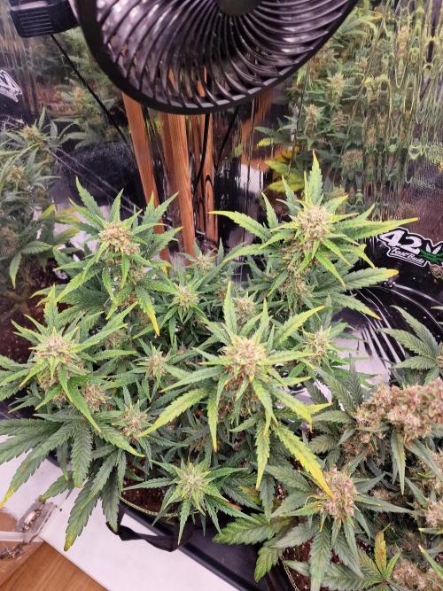 TPB Gorilla Z auto. Week 8