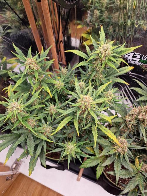 TPB Gorilla Z auto. Week 8