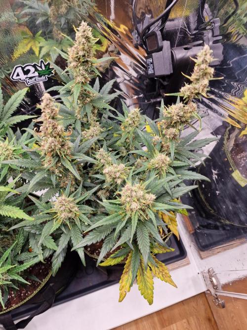 TPB Banana Purple Punch auto. Week 7