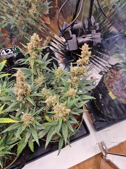 TPB Banana Purple Punch auto. Week 8