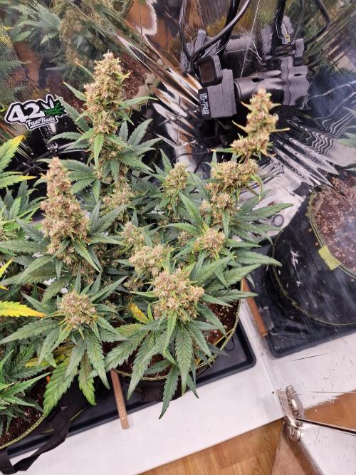 TPB Banana Purple Punch auto. Week 8