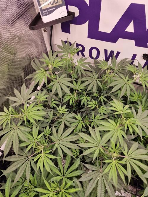 Cherry Poppers. Week 8