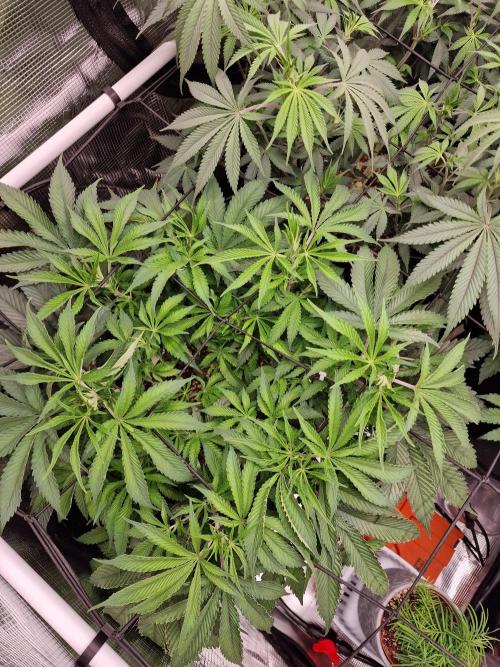 Super Boof. Week 8