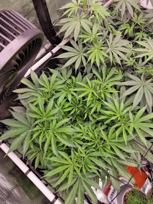 Super Boof. Week 8