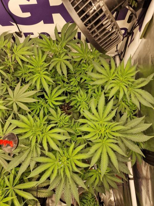 Lemon Orange. Week 8