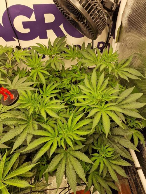 Lemon Orange. Week 8