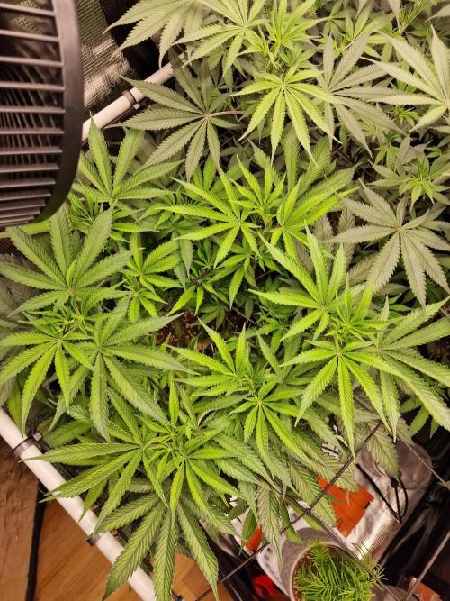 Super Boof. Week 8