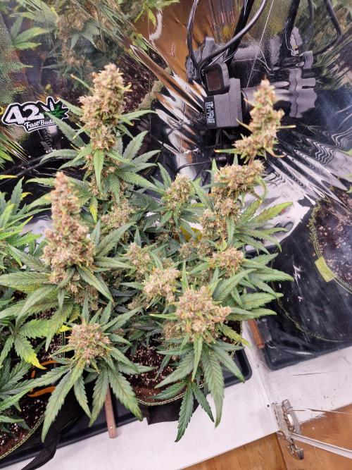 TPB Banana Purple Punch auto. Week 8