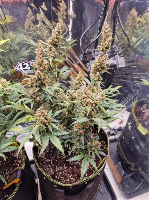 TPB Banana Purple Punch auto. Week 8