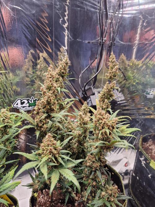 TPB Banana Purple Punch auto. Week 8