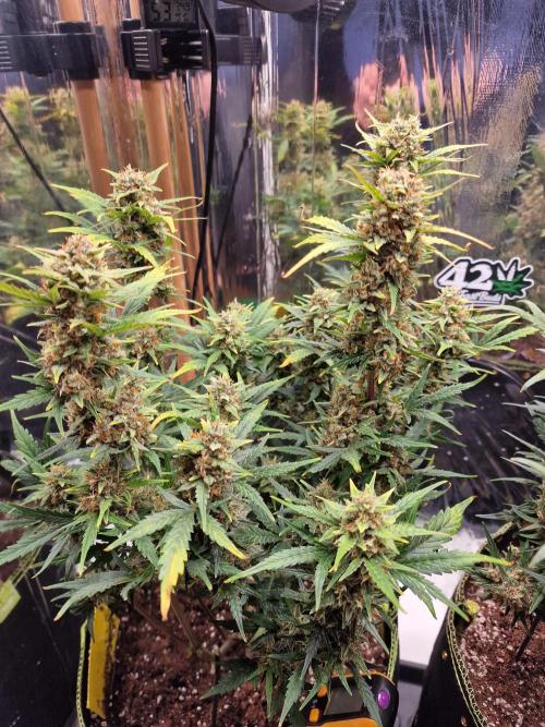 TPB Gorilla Z auto. Week 8