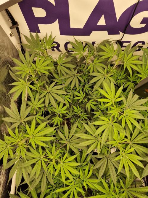 Cherry Poppers. Week 9